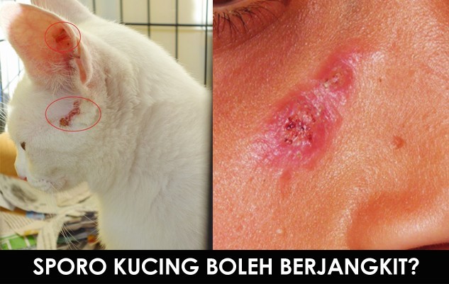 Virus Sporo - Penyakit Kucing Yang Boleh Menjangkiti 